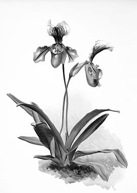 Orchids 1894 Black White