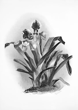 Orchids 1894 Black White