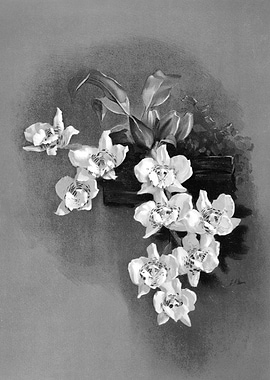 Orchids 1894 Black White