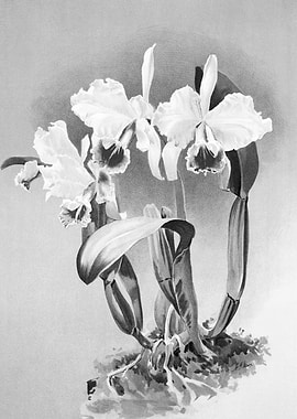 Orchids 1894 Black White