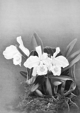 Orchids 1894 Black White