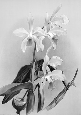 Orchids 1894 Black White