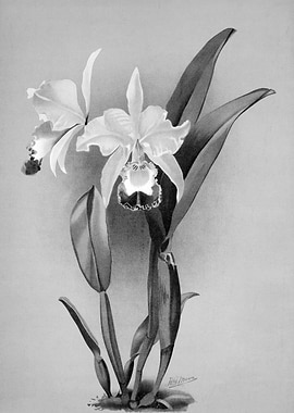 Orchids 1894 Black White