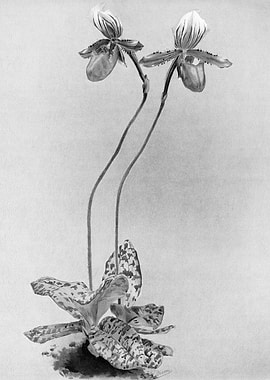 Orchids 1894 Black White