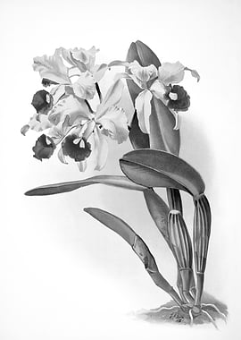 Orchids 1894 Black White