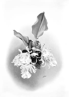 Orchids 1894 Black White