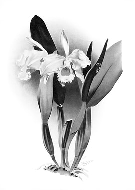 Orchids 1894 Black White