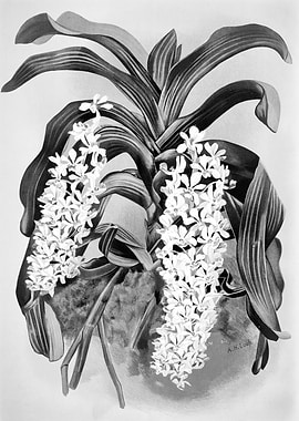 Orchids 1894 Black White