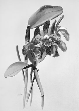 Orchids 1894 Black White