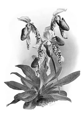Orchids 1894 Black White