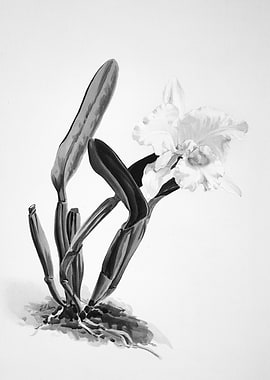 Orchids 1894 Black White