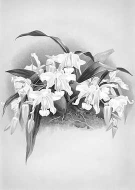 Orchids 1894 Black White