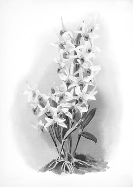 Orchids 1894 Black White