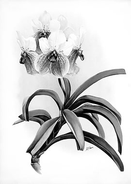 Orchids 1894 Black White