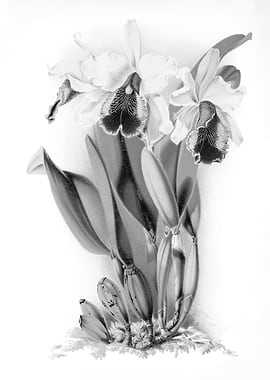 Orchids 1894 Black White