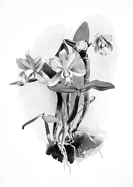 Orchids 1894 Black White