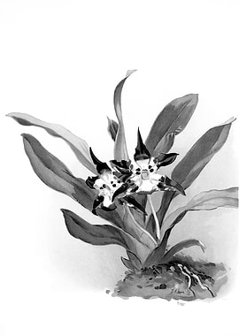 Orchids 1894 Black White
