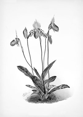 Orchids 1894 Black White