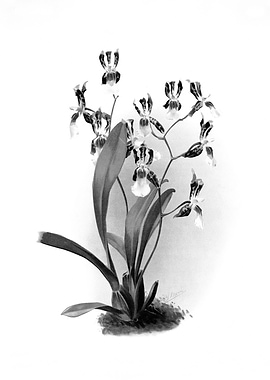 Orchids 1894 Black White