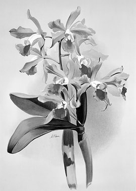 Orchids 1894 Black White