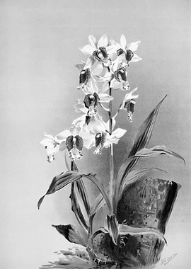 Orchids 1894 Black White