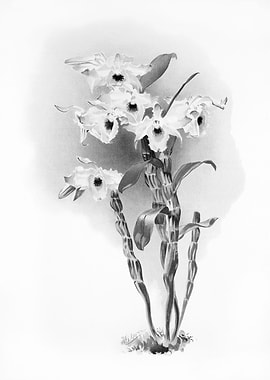 Orchids 1894 Black White