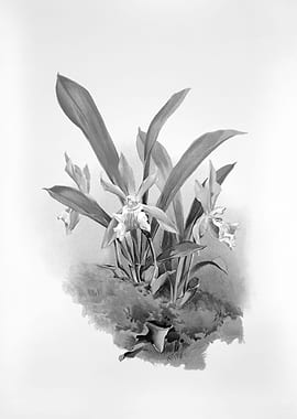 Orchids 1894 Black White
