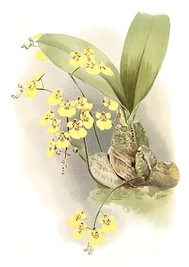 Oncidium Ampliatum Majus