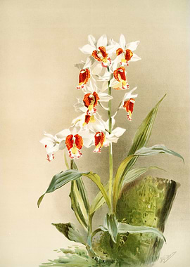 Phaius Tuberculosus