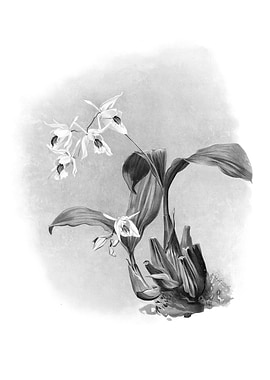 Orchids 1894 Black White