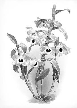 Orchids 1894 Black White