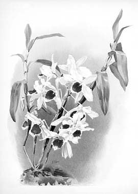 Orchids 1894 Black White