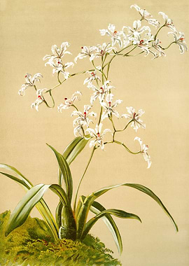 Odontoglossum Ramosissimum