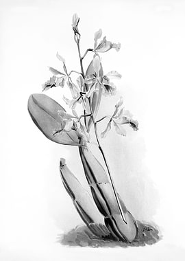 Orchids 1894 Black White
