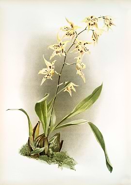Odontoglossum Hebraicum