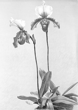 Orchids 1894 Black White