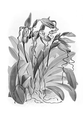 Orchids 1894 Black White