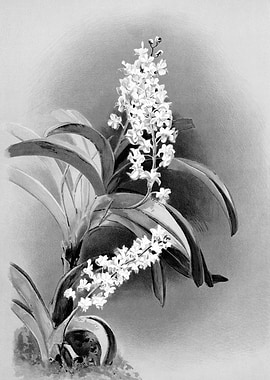 Orchids 1894 Black White