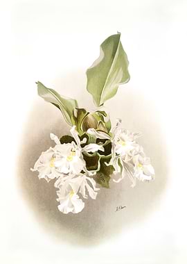 Trischopilia Suavis Alba