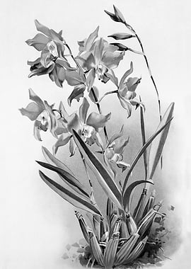 Orchids 1894 Black White