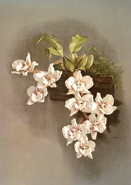 Odontoglossum Cervantesii