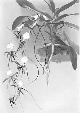 Orchids 1894 Black White