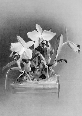 Orchids 1894 Black White