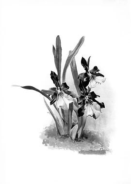Orchids 1894 Black White