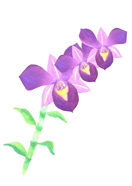 Purple dendrobium orchid