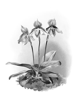 Orchids 1894 Black White