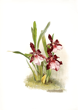 Miltonia Moreliana