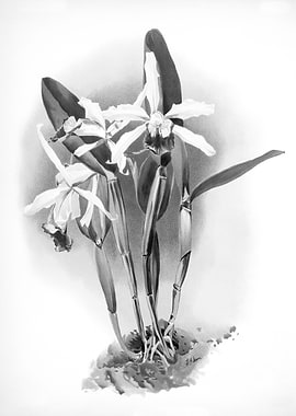 Orchids 1894 Black White