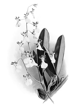Orchids 1894 Black White