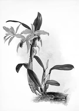 Orchids 1894 Black White